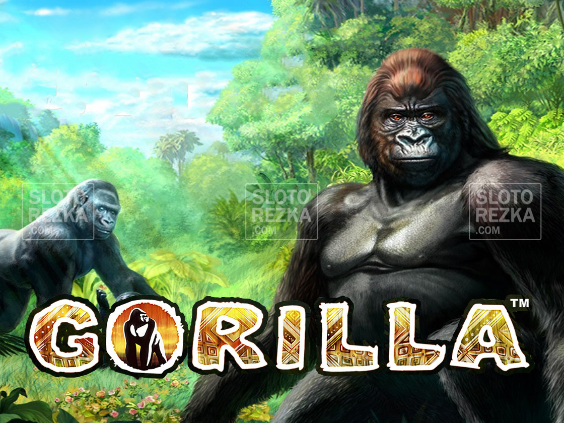 Gorilla